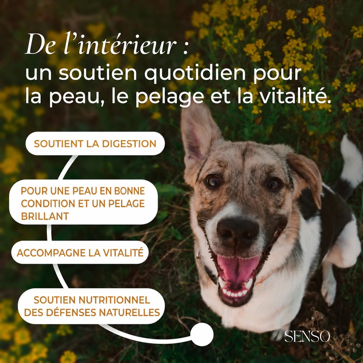 Levure de bière — image 2
