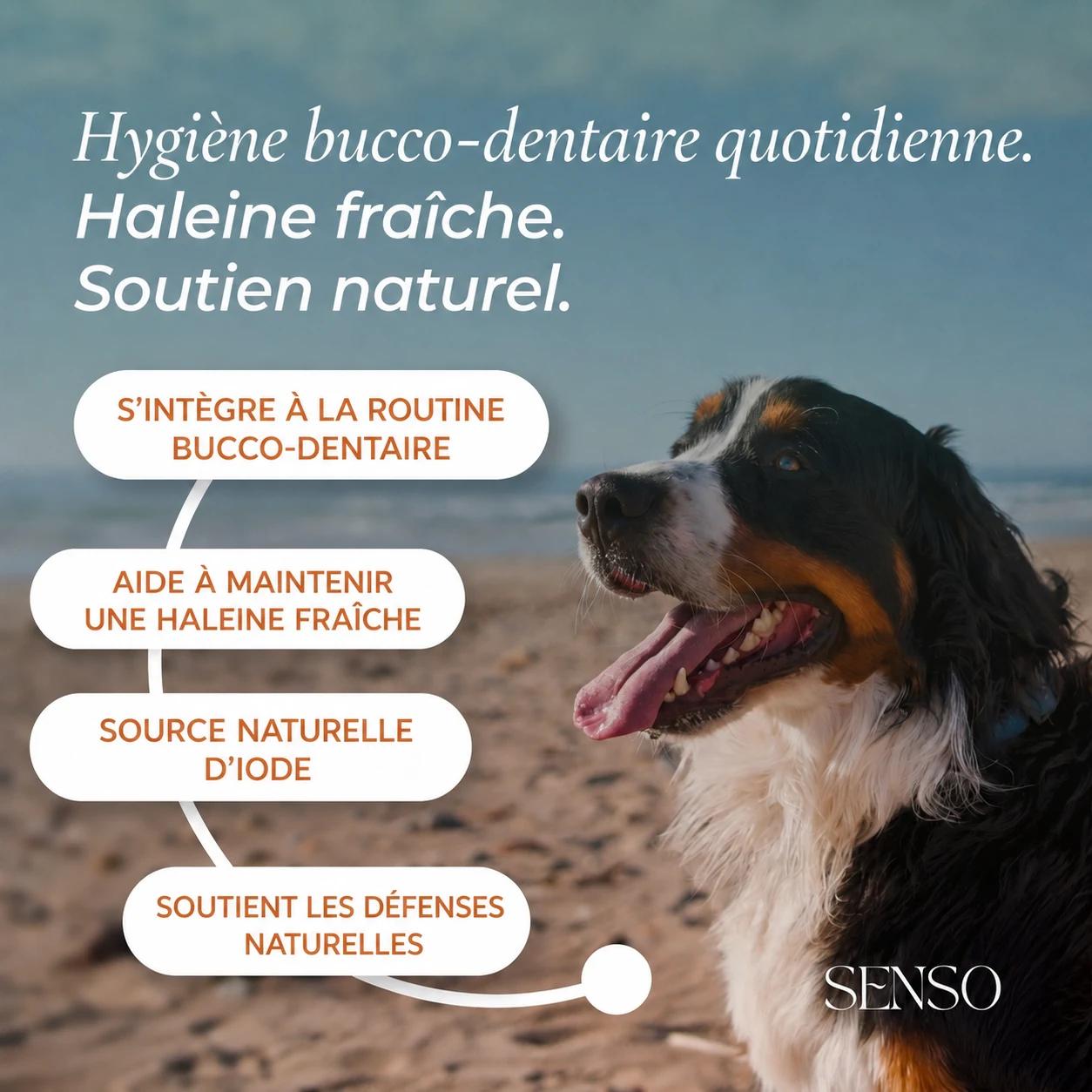 Algues brunes — image 2