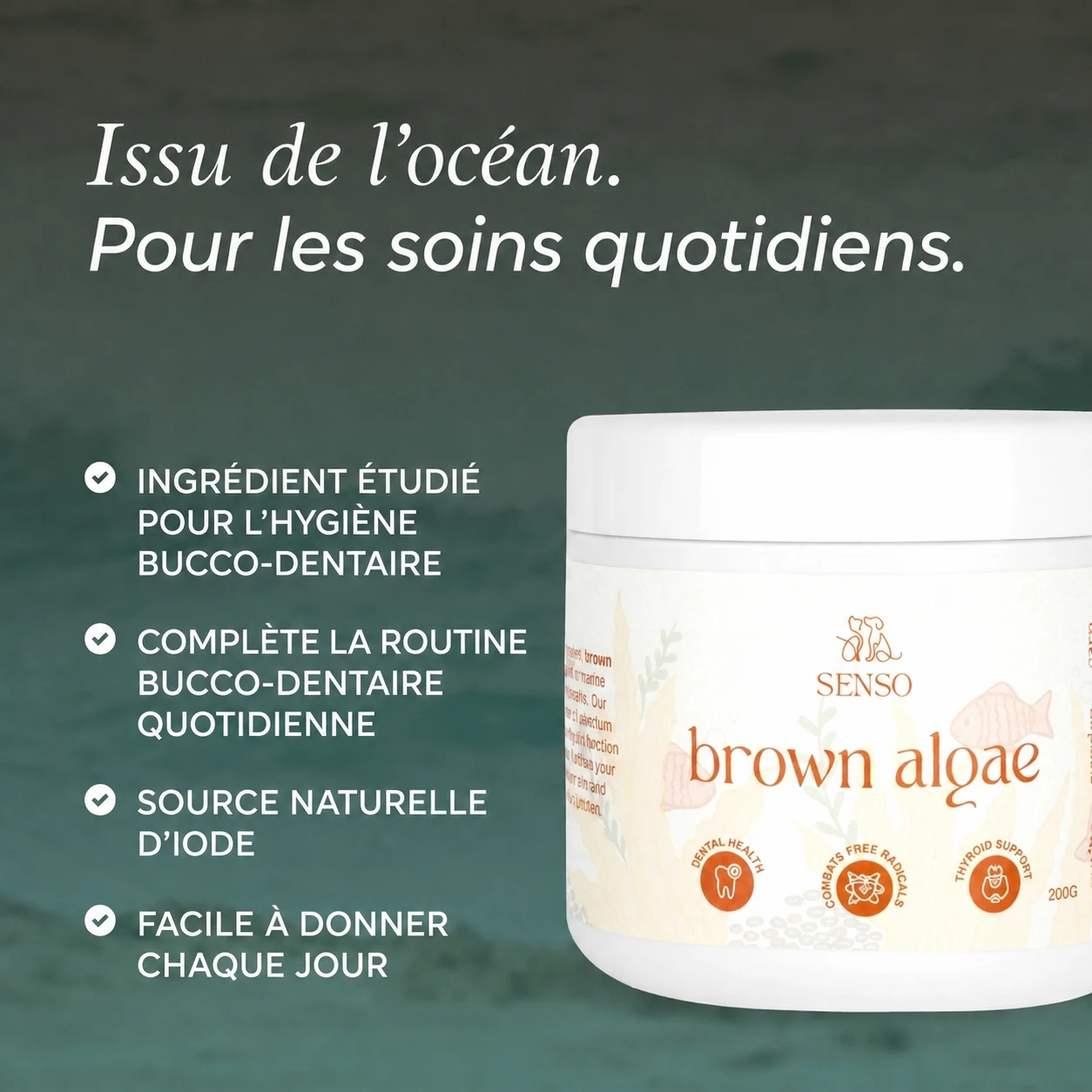 Algues brunes — image 4