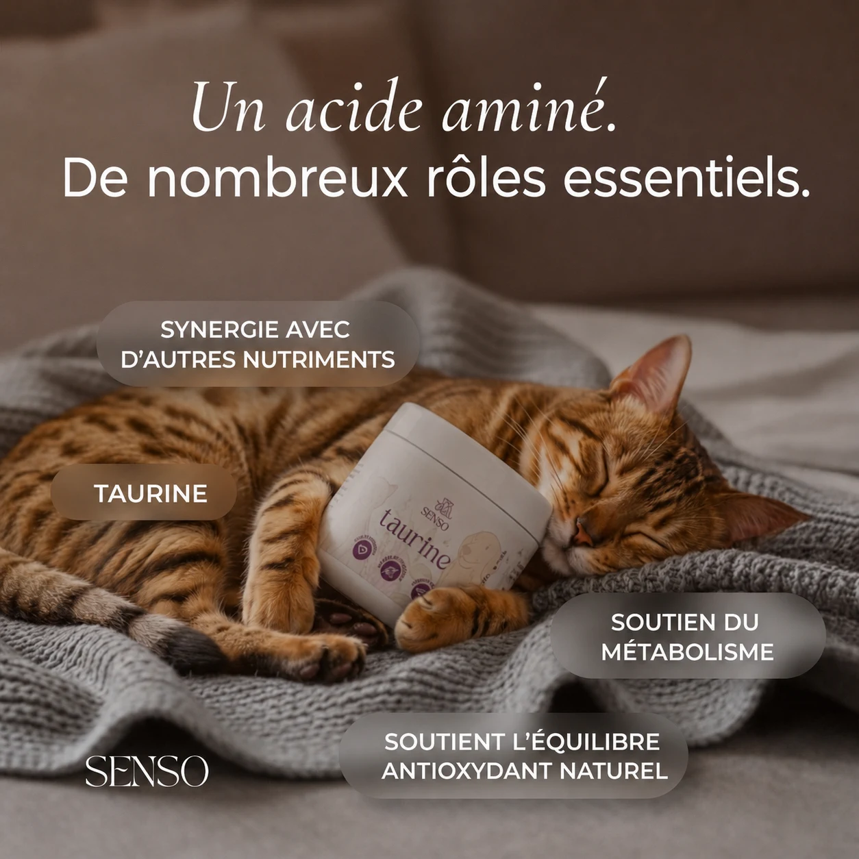 Infographie des ingrédients de Taurine
